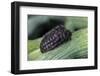 Porphyrophora Polonica (Polish Cochineal, Polish Carmine Scale) - Female-Paul Starosta-Framed Photographic Print