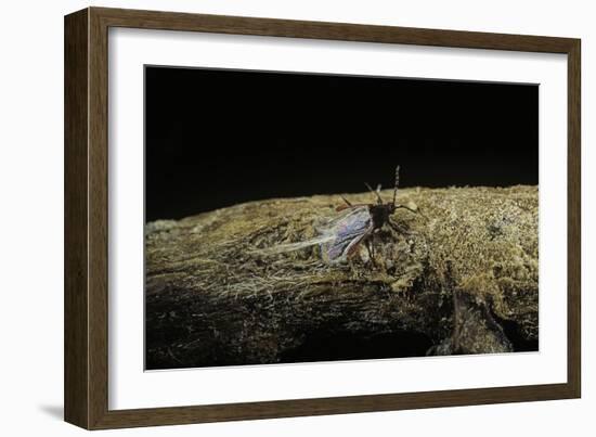 Porphyrophora Polonica (Polish Cochineal, Polish Carmine Scale) - Male-Paul Starosta-Framed Photographic Print