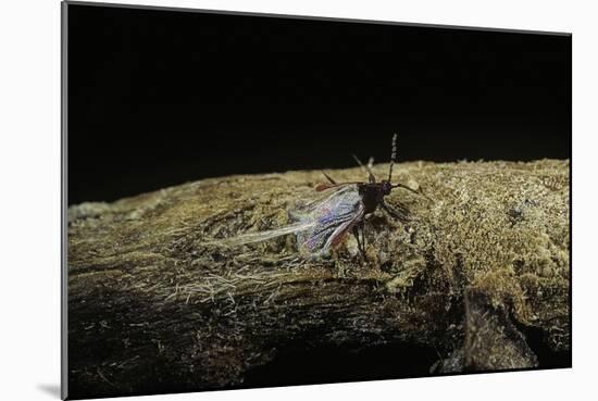 Porphyrophora Polonica (Polish Cochineal, Polish Carmine Scale) - Male-Paul Starosta-Mounted Photographic Print