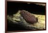 Porphyrophora Polonica (Polish Cochineal, Polish Carmine Scale) - Mating-Paul Starosta-Framed Photographic Print