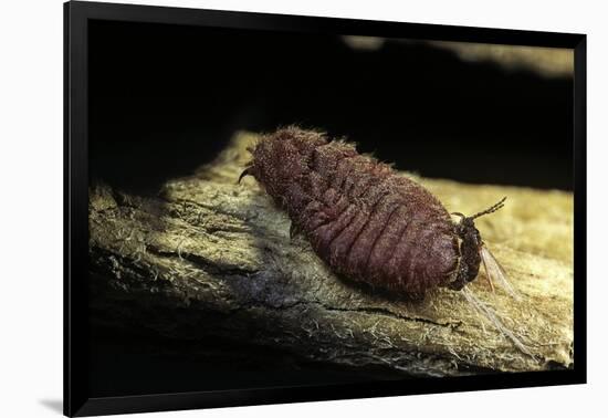 Porphyrophora Polonica (Polish Cochineal, Polish Carmine Scale) - Mating-Paul Starosta-Framed Photographic Print