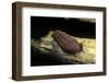 Porphyrophora Polonica (Polish Cochineal, Polish Carmine Scale) - Mating-Paul Starosta-Framed Photographic Print