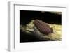 Porphyrophora Polonica (Polish Cochineal, Polish Carmine Scale) - Mating-Paul Starosta-Framed Photographic Print