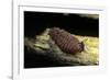 Porphyrophora Polonica (Polish Cochineal, Polish Carmine Scale) - Mating-Paul Starosta-Framed Photographic Print