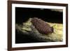 Porphyrophora Polonica (Polish Cochineal, Polish Carmine Scale) - Mating-Paul Starosta-Framed Photographic Print