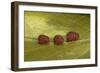 Porphyrophora Sophorae (Scale Insect) - Male Larvae-Paul Starosta-Framed Photographic Print