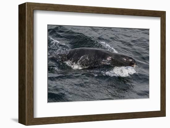 Porpoising Northern Fur Seal (Callorhinus Ursinus), Sakhalin Island, Russia, Eurasia-Mick Baines-Framed Photographic Print