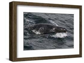 Porpoising Northern Fur Seal (Callorhinus Ursinus), Sakhalin Island, Russia, Eurasia-Mick Baines-Framed Photographic Print