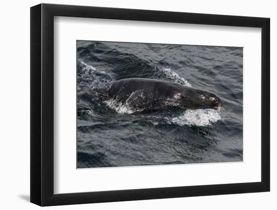 Porpoising Northern Fur Seal (Callorhinus Ursinus), Sakhalin Island, Russia, Eurasia-Mick Baines-Framed Photographic Print