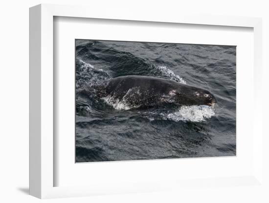 Porpoising Northern Fur Seal (Callorhinus Ursinus), Sakhalin Island, Russia, Eurasia-Mick Baines-Framed Photographic Print