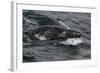 Porpoising Northern Fur Seal (Callorhinus Ursinus), Sakhalin Island, Russia, Eurasia-Mick Baines-Framed Photographic Print