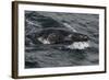 Porpoising Northern Fur Seal (Callorhinus Ursinus), Sakhalin Island, Russia, Eurasia-Mick Baines-Framed Photographic Print