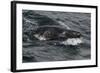 Porpoising Northern Fur Seal (Callorhinus Ursinus), Sakhalin Island, Russia, Eurasia-Mick Baines-Framed Photographic Print