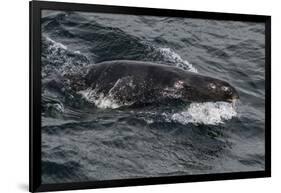 Porpoising Northern Fur Seal (Callorhinus Ursinus), Sakhalin Island, Russia, Eurasia-Mick Baines-Framed Photographic Print