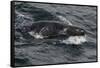 Porpoising Northern Fur Seal (Callorhinus Ursinus), Sakhalin Island, Russia, Eurasia-Mick Baines-Framed Stretched Canvas
