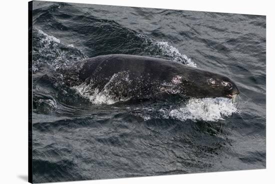 Porpoising Northern Fur Seal (Callorhinus Ursinus), Sakhalin Island, Russia, Eurasia-Mick Baines-Stretched Canvas