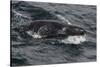 Porpoising Northern Fur Seal (Callorhinus Ursinus), Sakhalin Island, Russia, Eurasia-Mick Baines-Stretched Canvas
