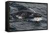 Porpoising Northern Fur Seal (Callorhinus Ursinus), Sakhalin Island, Russia, Eurasia-Mick Baines-Framed Stretched Canvas