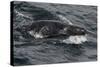 Porpoising Northern Fur Seal (Callorhinus Ursinus), Sakhalin Island, Russia, Eurasia-Mick Baines-Stretched Canvas