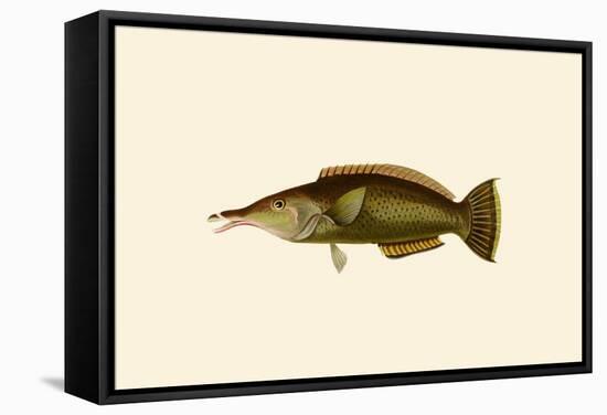 Porpus - Parrot Fish-John Whitchurch Bennett-Framed Stretched Canvas