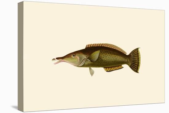 Porpus - Parrot Fish-John Whitchurch Bennett-Stretched Canvas