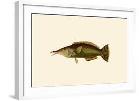 Porpus - Parrot Fish-John Whitchurch Bennett-Framed Art Print