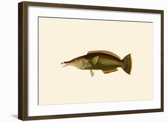 Porpus - Parrot Fish-John Whitchurch Bennett-Framed Art Print
