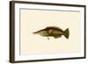 Porpus - Parrot Fish-John Whitchurch Bennett-Framed Art Print
