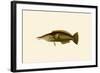 Porpus - Parrot Fish-John Whitchurch Bennett-Framed Art Print