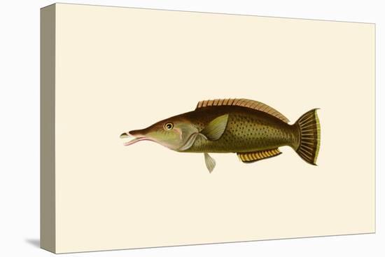 Porpus - Parrot Fish-John Whitchurch Bennett-Stretched Canvas