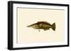 Porpus - Parrot Fish-John Whitchurch Bennett-Framed Art Print