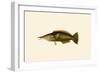 Porpus - Parrot Fish-John Whitchurch Bennett-Framed Art Print