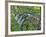 Port Angeles Falls I-George Johnson-Framed Photographic Print