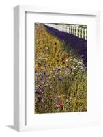 Port Angeles, Washington State. Blooming wildflowers, lavender and a white picket fence-Jolly Sienda-Framed Photographic Print