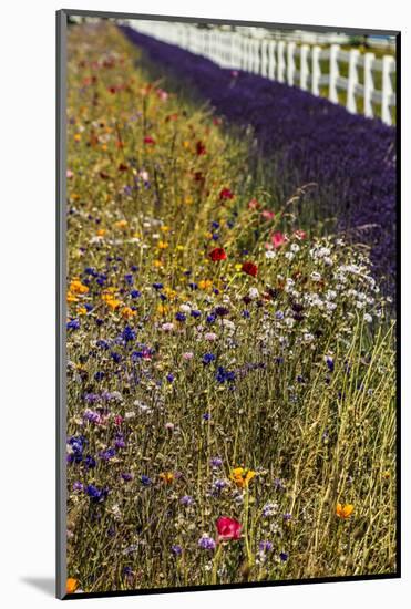 Port Angeles, Washington State. Blooming wildflowers, lavender and a white picket fence-Jolly Sienda-Mounted Photographic Print