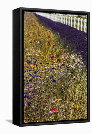 Port Angeles, Washington State. Blooming wildflowers, lavender and a white picket fence-Jolly Sienda-Framed Stretched Canvas