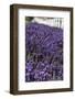 Port Angeles, Washington State. Field of lavender and a white fence-Jolly Sienda-Framed Photographic Print