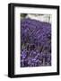 Port Angeles, Washington State. Field of lavender and a white fence-Jolly Sienda-Framed Photographic Print