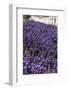 Port Angeles, Washington State. Field of lavender and a white fence-Jolly Sienda-Framed Photographic Print