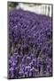 Port Angeles, Washington State. Field of lavender and a white fence-Jolly Sienda-Mounted Photographic Print