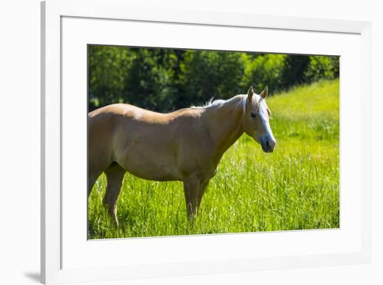 Port Angeles, Washington State. Palomino horse enjoys the sunshine in a green pasture-Jolly Sienda-Framed Photographic Print