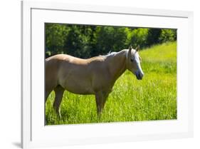 Port Angeles, Washington State. Palomino horse enjoys the sunshine in a green pasture-Jolly Sienda-Framed Photographic Print