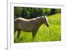 Port Angeles, Washington State. Palomino horse enjoys the sunshine in a green pasture-Jolly Sienda-Framed Photographic Print