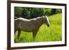 Port Angeles, Washington State. Palomino horse enjoys the sunshine in a green pasture-Jolly Sienda-Framed Photographic Print