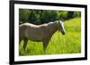 Port Angeles, Washington State. Palomino horse enjoys the sunshine in a green pasture-Jolly Sienda-Framed Photographic Print
