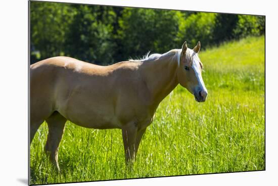 Port Angeles, Washington State. Palomino horse enjoys the sunshine in a green pasture-Jolly Sienda-Mounted Photographic Print