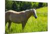 Port Angeles, Washington State. Palomino horse enjoys the sunshine in a green pasture-Jolly Sienda-Mounted Photographic Print