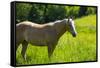 Port Angeles, Washington State. Palomino horse enjoys the sunshine in a green pasture-Jolly Sienda-Framed Stretched Canvas