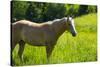 Port Angeles, Washington State. Palomino horse enjoys the sunshine in a green pasture-Jolly Sienda-Stretched Canvas