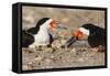 Port Isabel, Texas. Black Skimmer Adult Feeding Young-Larry Ditto-Framed Stretched Canvas